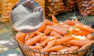 Koszyk pełen świeżych marchewek, a w dłoniach piasek – idealny sposób, jak przechowywać marchew, by była chrupiąca.