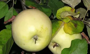 Dwa jasne jabłka na gałęzi, idealne na aromatyczną szarlotkę.