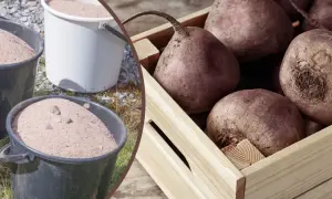 Jak przechowywać buraki? W drewnianej skrzynce leżą świeże buraki, a obok wiadra z piaskiem, idealne do zimowego przechowywania.