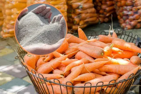 Koszyk pełen świeżych marchewek, a w dłoniach piasek – idealny sposób, jak przechowywać marchew, by była chrupiąca.