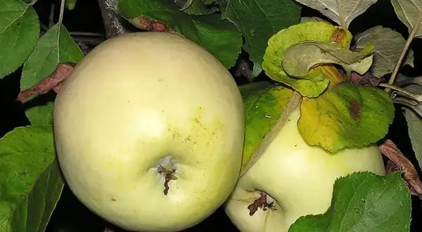 Dwa jasne jabłka na gałęzi, idealne na aromatyczną szarlotkę.
