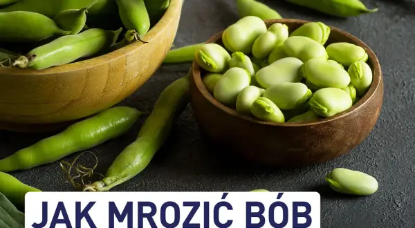 Świeży bób w łupinach i wydłubany, gotowy, by dowiedzieć się, jak zamrozić bób na zimę.