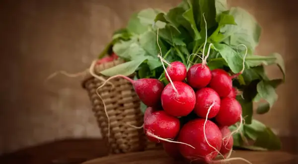 Pęczek świeżych, czerwonych rzodkiewek z zielonymi liśćmi, częściowo w wiklinowym koszyku. Zastanawiasz się, czy rzodkiewkę można mrozić?