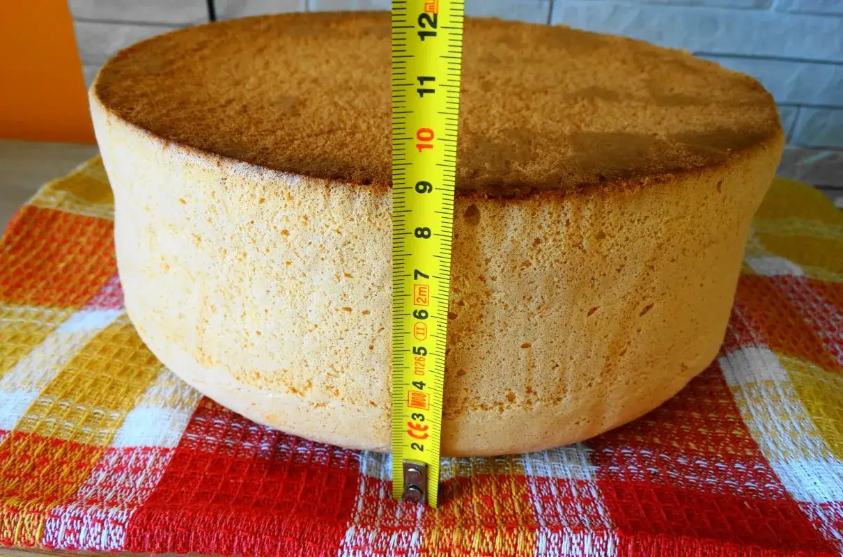 Idealny biszkopt, wysoki i puszysty, mierzy ok. 10 cm. To dowód na udany przepis na dobry biszkopt.