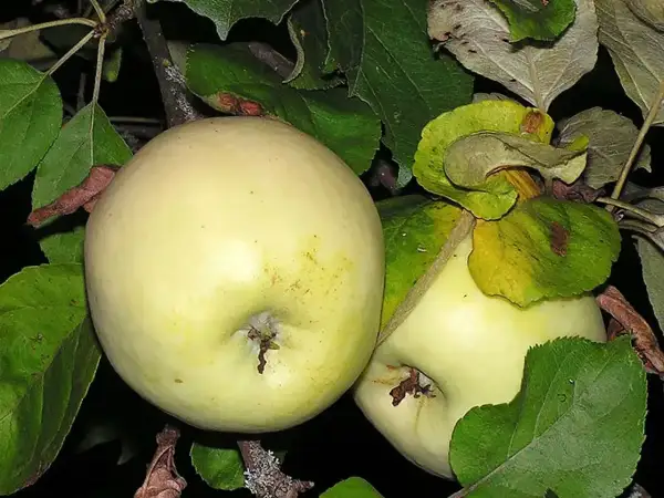 Dwa jasne jabłka na gałęzi, idealne na aromatyczną szarlotkę.