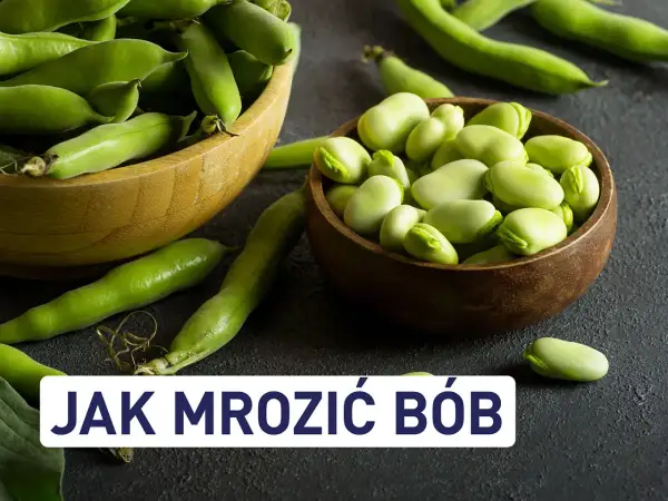 Świeży bób w łupinach i wydłubany, gotowy, by dowiedzieć się, jak zamrozić bób na zimę.
