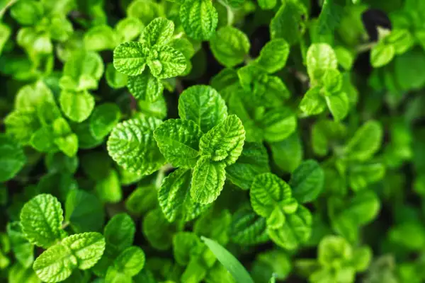 Zielona, soczysta mięta. Zastanawiasz się, czy miętę można mrozić? Tak, to świetny sposób na zachowanie jej aromatu!